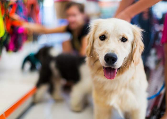 SEO para tiendas de mascotas